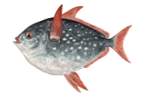 Краснопёрый опах фото рыбы