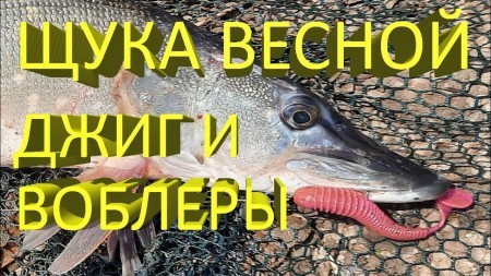 Щука весной на воблеры и джиг