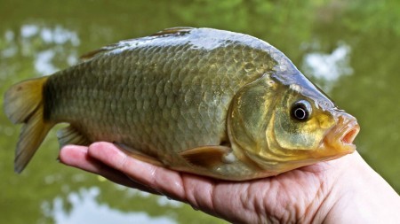 Не два, а целых 5: все виды карасей, которых вы могли не знать