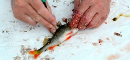 Быстрая чистка окуня: лучшие способы и хитрости для дома и рыбалки
