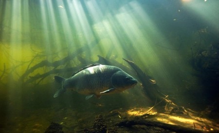 Как определить места на водоеме, где обитает крупная рыба
