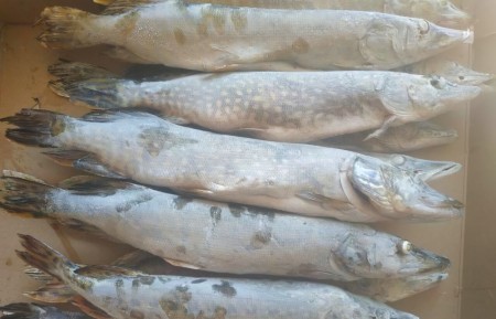 Откуда берется запах у щуки после хранения в морозильной камере