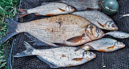 Дешевая и уловистая снасть, которая не оставляет рыбе шансов
