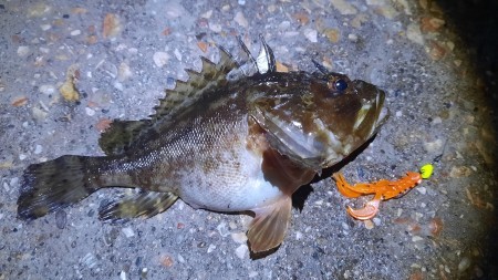 Как поймать морского ерша (скорпену)? Теория и практика