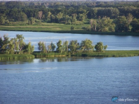 Кошелёвское займище