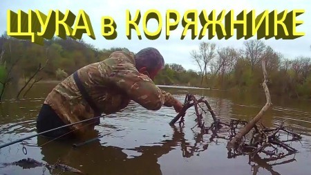 Как поймать щуку в коряжнике?