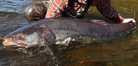 Водный тигр таймень, который с легкостью охотится на сухопутных животных