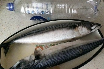 Как засолить селедку или скумбрию и не испачкать посуду