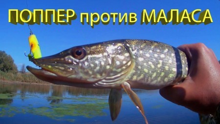 Поппер или Малас? Яростные и зрелищные атаки щуки на поверхностные воблеры!