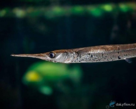 Рыба-игла — невидимая угроза: как она атакует рыбаков и чем опасна для человека