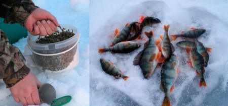 Три лучших рецепта зимней прикормки для окуня: как собрать трофеи подо льдом