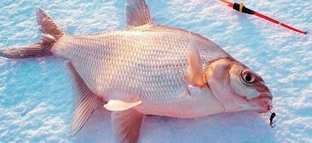 Как поймать крупного леща зимой на мормышку: секреты и лучшие приманки для успешной рыбалки