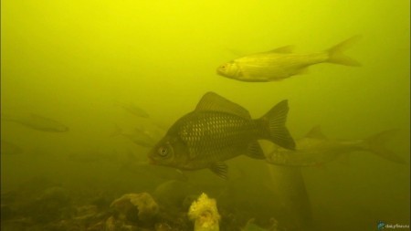 ОПУСТИЛ ХЛЕБ С ЧЕСНОКОМ ПОД ВОДУ. Так много рыбы я еще не видел. Подводная съёмка. Реакция рыбы