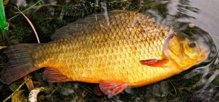 Сколько живёт карась? Факты, которые удивят даже опытных рыбаков