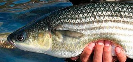 Пеленгас в Азовском и Черном морях: секреты ловли, лучшие наживки и нюансы снастей