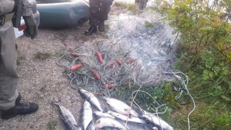 В Шемышейском районе поймали браконьера: ущерб всего на 4 000 рублей, но теперь нарушителя ждет суд
