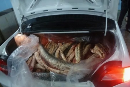 На трассе Миасс — Златоуст раскрыт факт возможного браконьерства: обнаружена рыба без документов