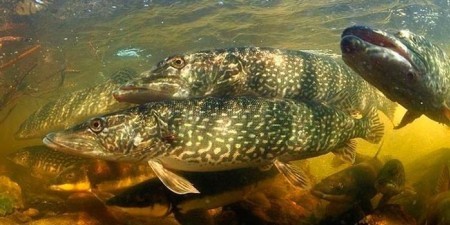 Щучий нерест: когда, где и как поймать трофейную щуку весной