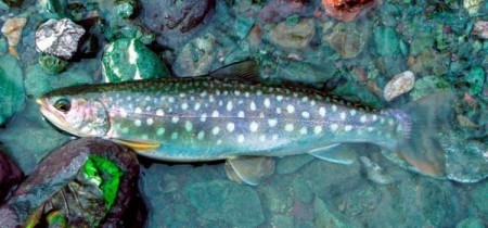 Кунджа