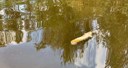 Во Владимирской области под давлением общественности повторно проверили воду в Клязьме: результаты остаются прежними