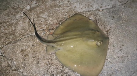 Всё о ловле трофейных скатов на Черном море. Теория и практика.