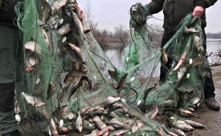 Что делают с рыбой и икрой после конфискации у браконьеров