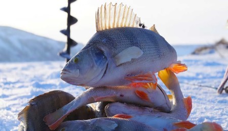 Две мормышки — двойной улов: моя лучшая гирлянда для самой пассивной рыбы
