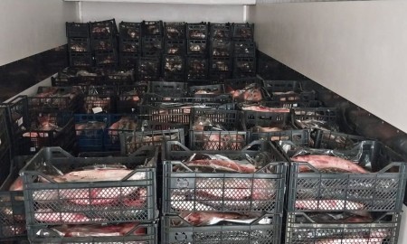 Подпольная переработка в Таганроге: из трех цехов изъяли около 5 тонн свежей и замороженной рыбы без сертификатов