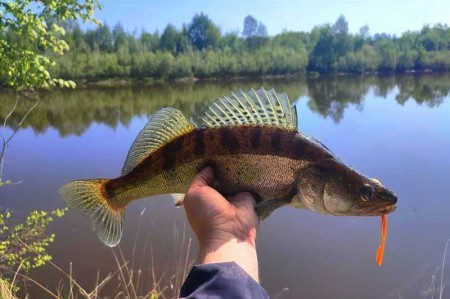 Как я поймал судака и щуку на Иже: секретные приманки и уловистые ямы сезона