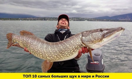 Самые огромные щуки в мире: реальные рекорды и легенды, которые поразят любого рыбака