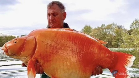 Британец поймал гигантскую золотую рыбку весом 30 кг и побил мировой рекорд