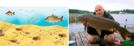 Как поймать крупного карпа: лучшие донные снасти, прикормка и секреты успеха на рыбалке