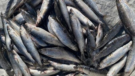 Рыбаки из Бурятии попались на ловле омуля и получили условный срок — улов оценили в 300 тысяч рублей