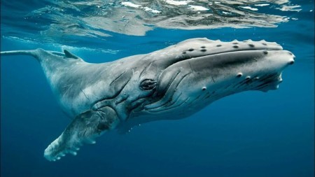 Морские желуди на китах: паразиты или безобидные попутчики