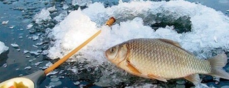 Как поймать карася зимой: рабочие наживки, лучшие мормышки и секреты клёва подо льдом