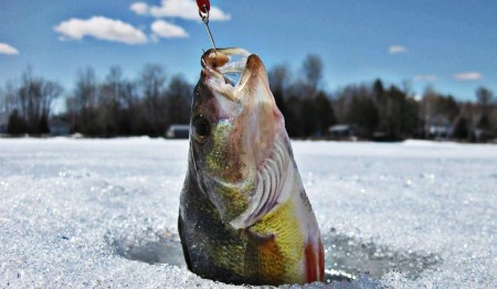 5 причин, почему Rapala Jigging Rap до сих пор лучший балансир для ловли окуня — даже несмотря на недостатки