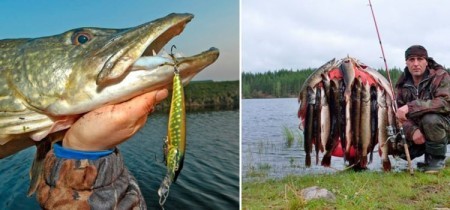 Осенняя щука: главные секреты ловли, лучшие приманки и рабочие места для рыбалки