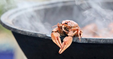 Могут ли раки ощущать боль при варке и почему необходимо их варить именно живыми?