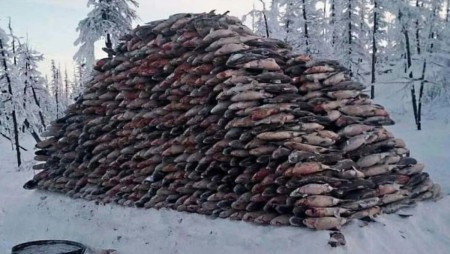 Рыба в качестве топлива для печи: реальность или городская легенда?