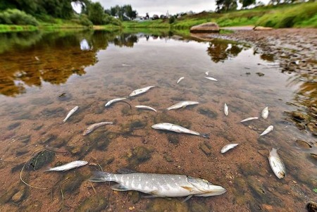 В реке Казанке в Татарстане погибла рыба: экологи определили, что в воду попали сильно загрязненные стоки