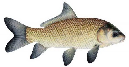 Буффало