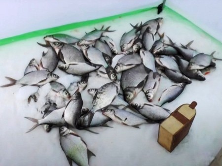 Новые правила рыбалки: где теперь можно поймать больше рыбы и не бояться штрафов