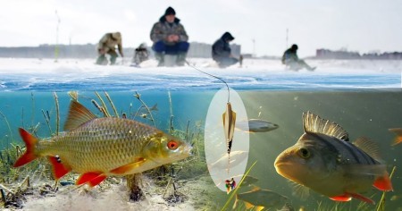 9 лучших приманок для успешной зимней ловли окуня