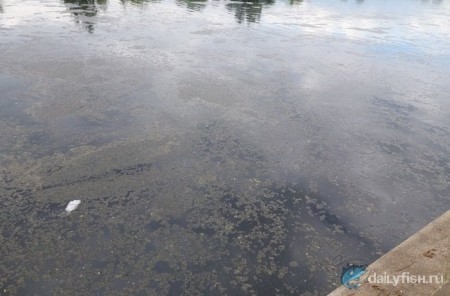 Gemibug в деле: первая рыбалка сезона, неожиданные потери и долгожданная победа над голавлем