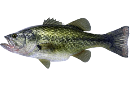 Басс фото