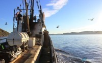 Морская рыбалка на судне "Ярославец", Баренцево море