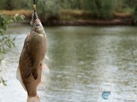 Река Лизель за с. Бобровка