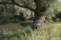 Большой Караман под Звонаревкой