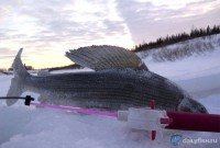Зимняя рыбалка на хариуса Кольского полуострова