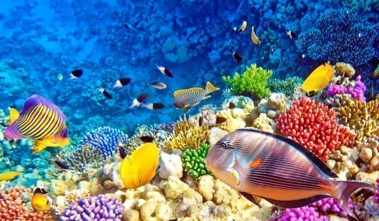 Рыбы Красного моря: виды, названия и особенности Рыбы Красного моря: виды, названия и особенности